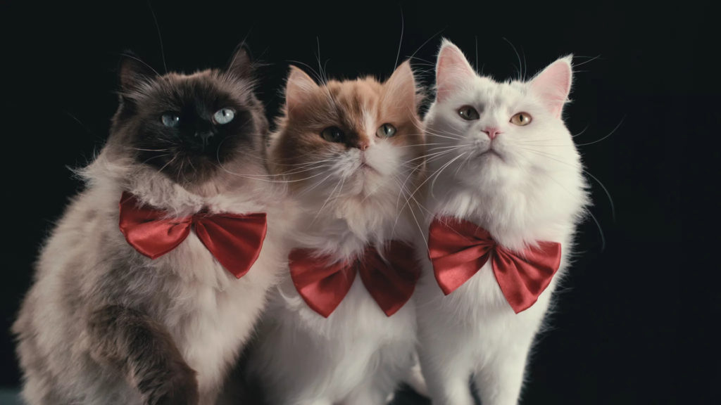  Inside the Mind of a Cat Netflix macska dokumentumfilm