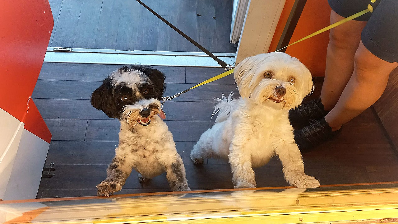 Kutyusok ácsingóznak a cukrászdában