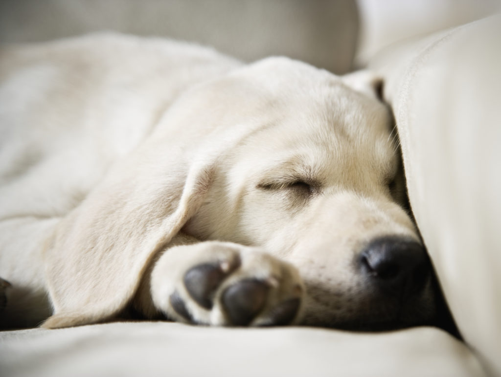 Kutya alszik