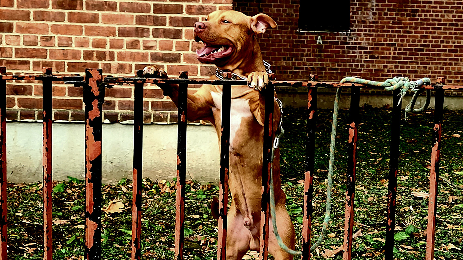 Pittbull