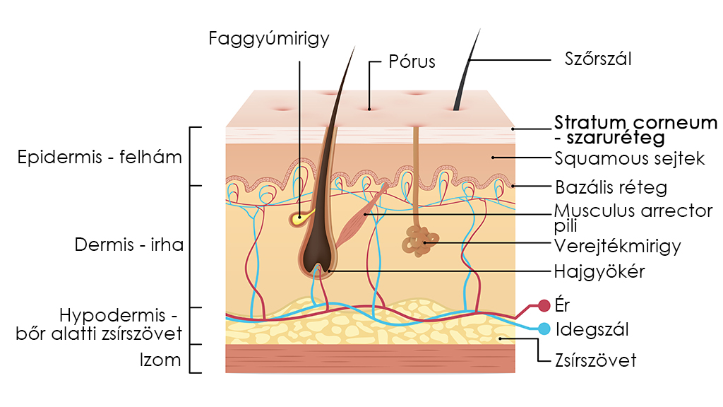 A bőr felépítése