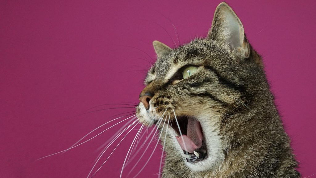 Cirmos macska ásít