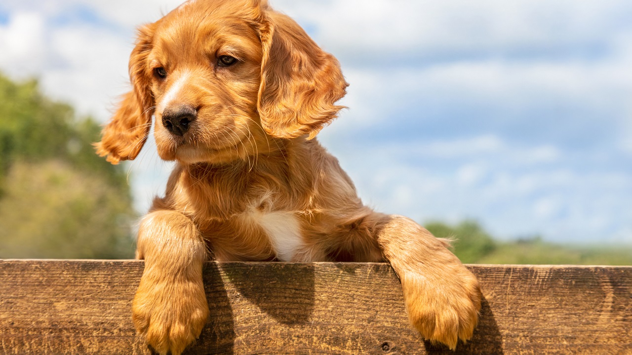 Cocker spániel kiskutya