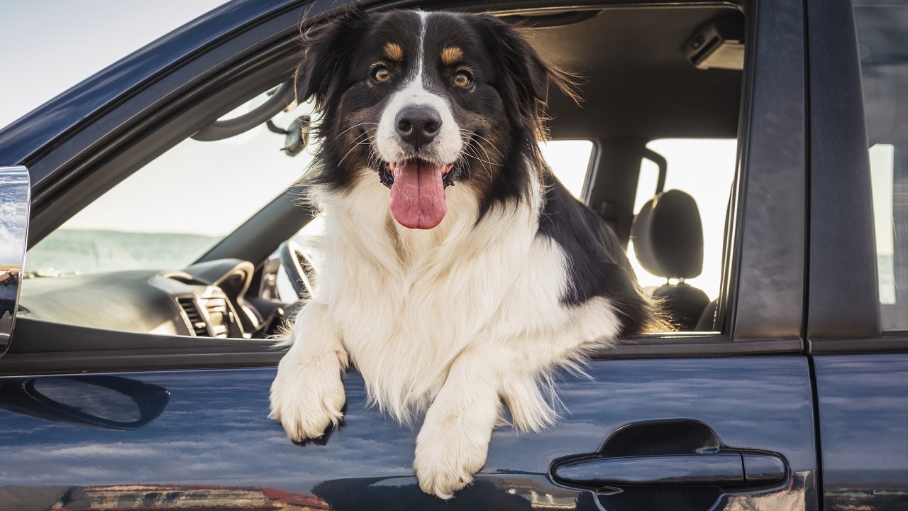 Border collie az autóban