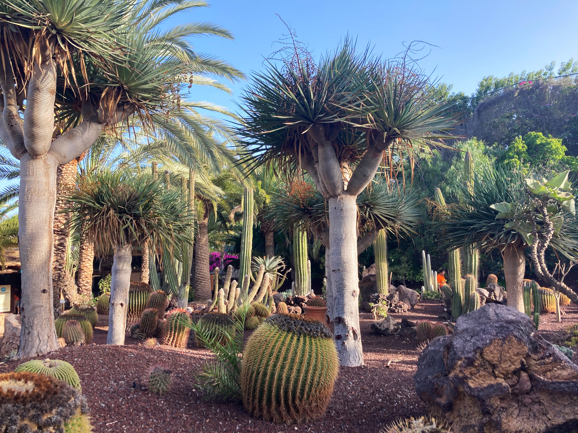 Oazis Park, Fuerteventura