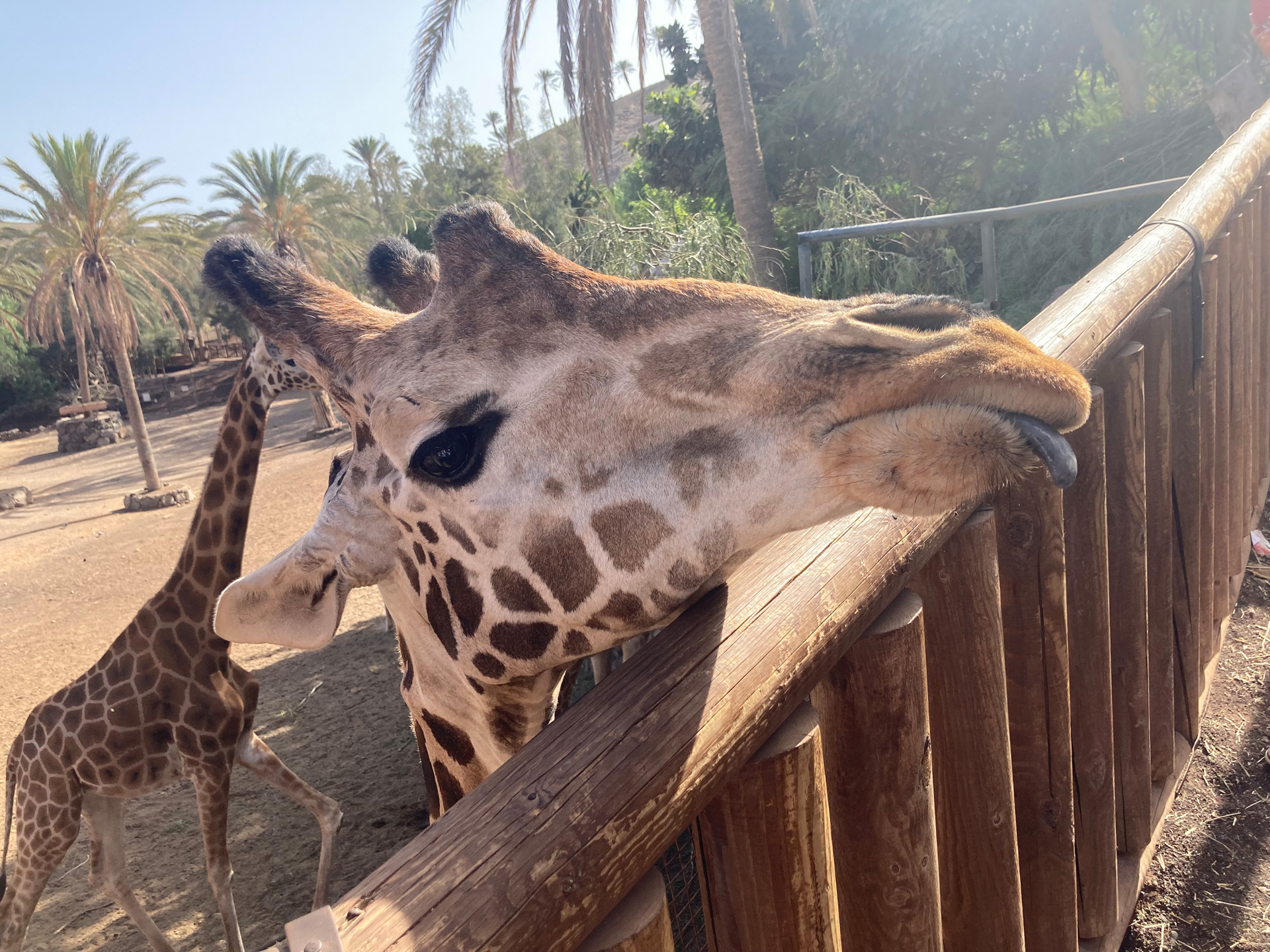 Oazis Park, Fuerteventura