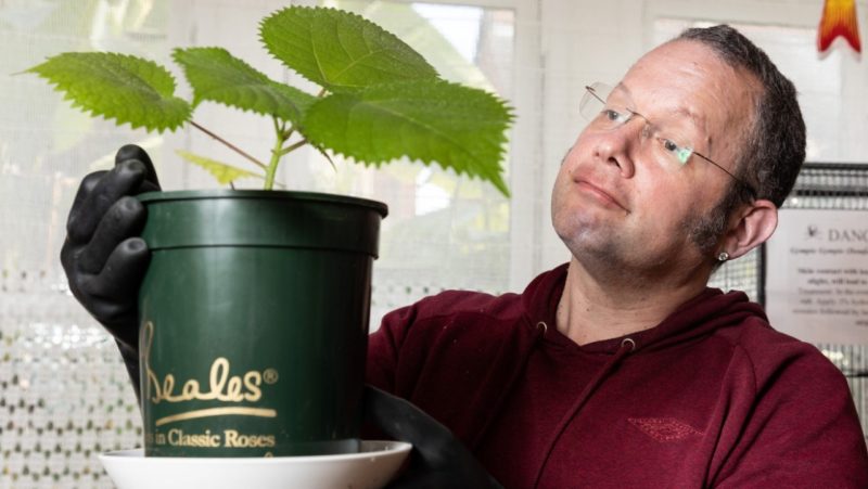 Daniel Emlyn-Jones és a Gympie gympie