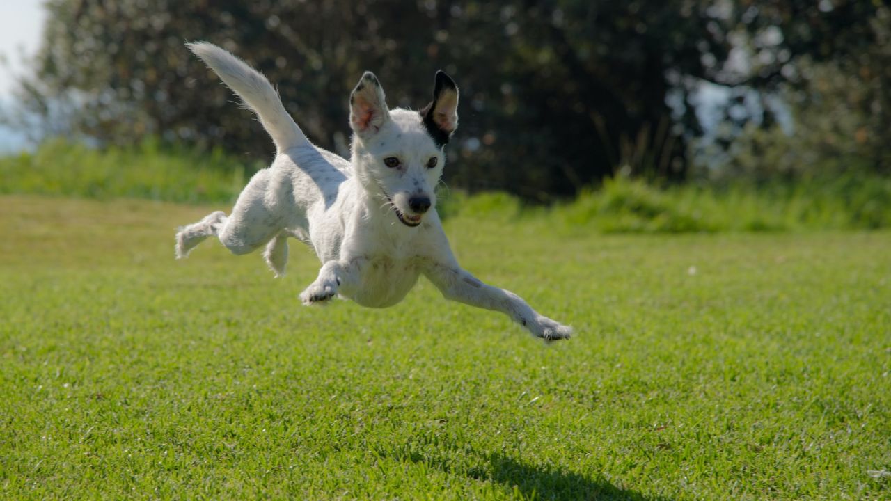 Kutya ugrik a réten