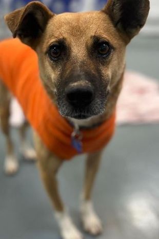 Denis, a kidobott kiskutya