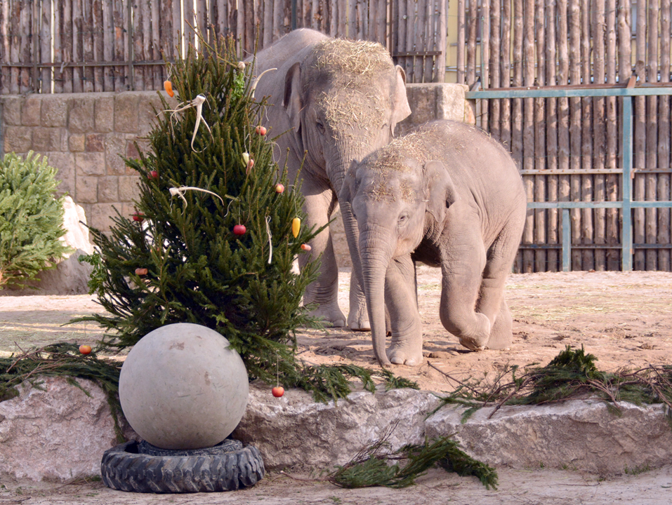 elefantok_fenyofaval