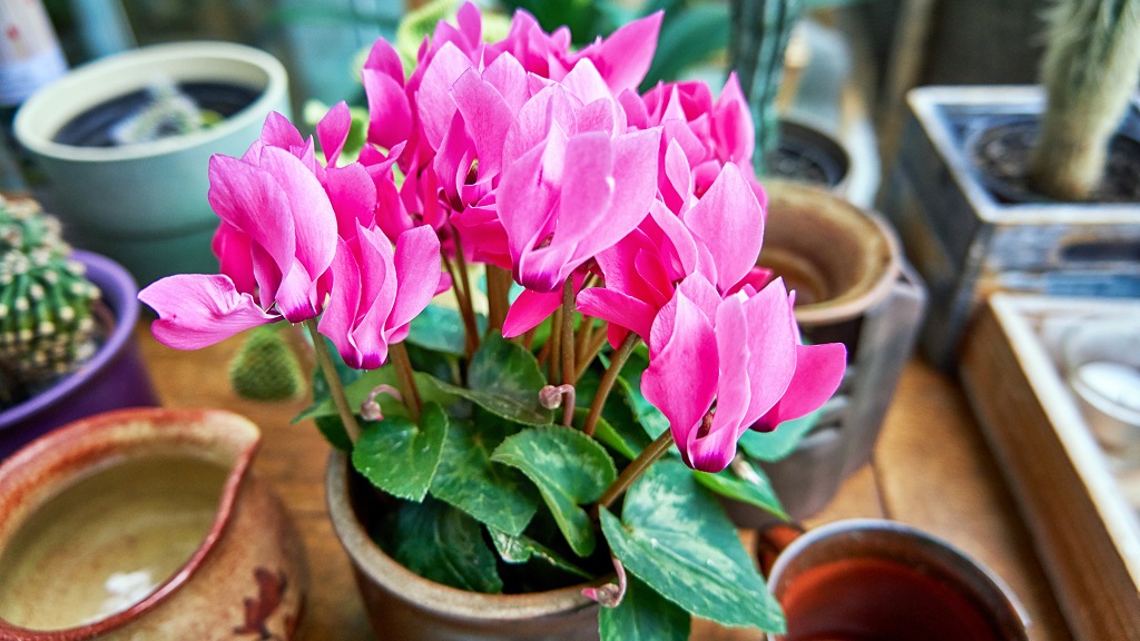 Hidegben_is_viragzo_ciklamen