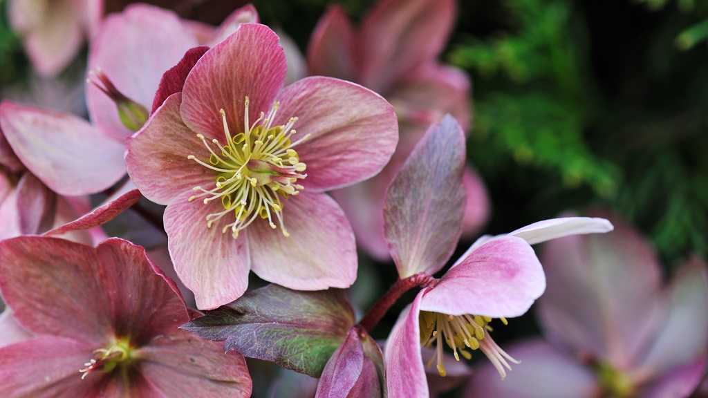 Karácsonyi rózsa nevű télen is virágzó növény