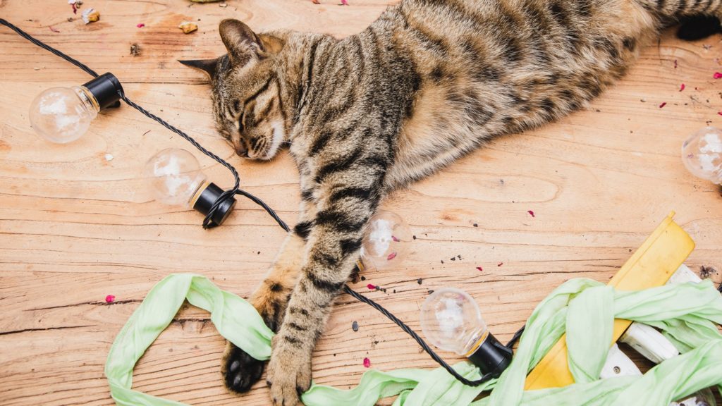 Macska alszik egy buli után