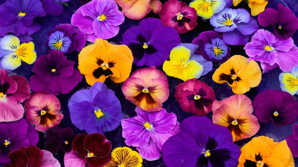 Télen hidegben is virágzó árvácska