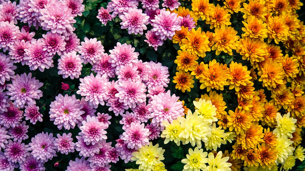 Rozsaszin_sarga_es_narancssarga_krizantem