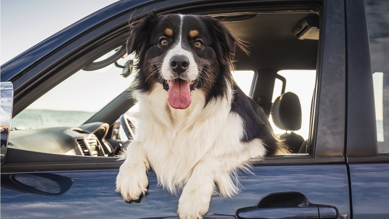 Border Collie autót vezet