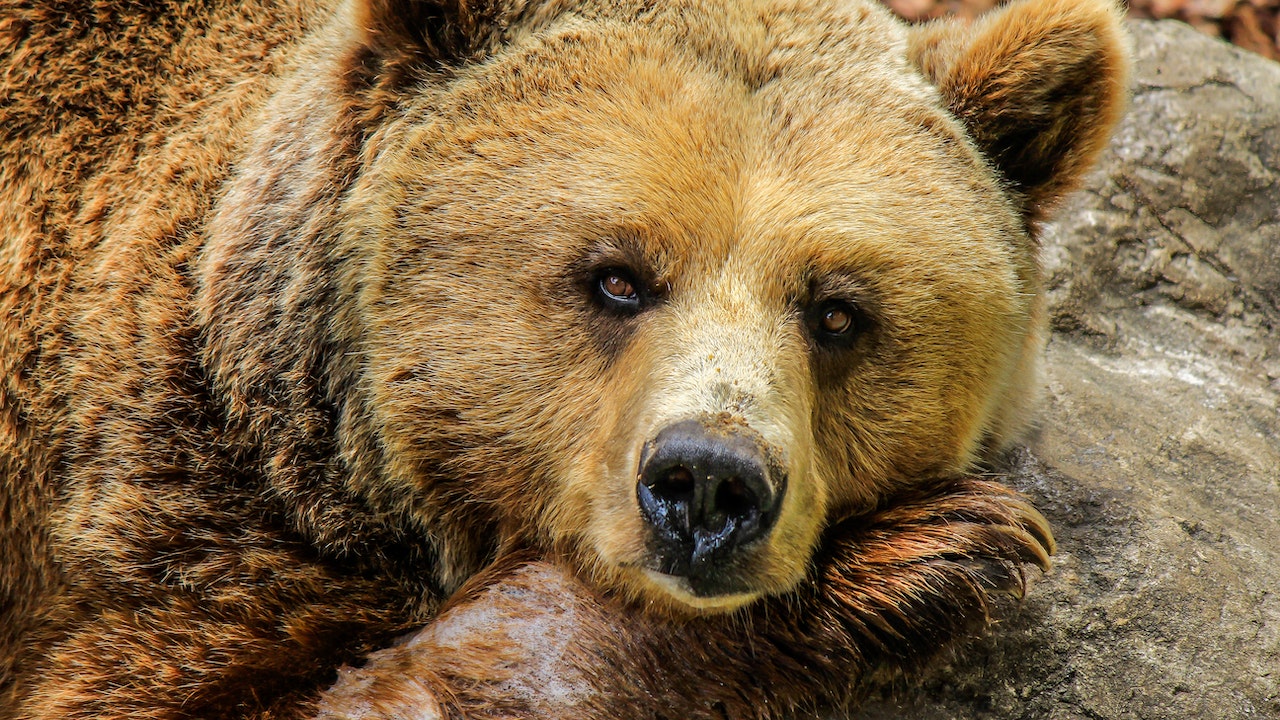 Medve a verandán (Fotó: Pexels.com)