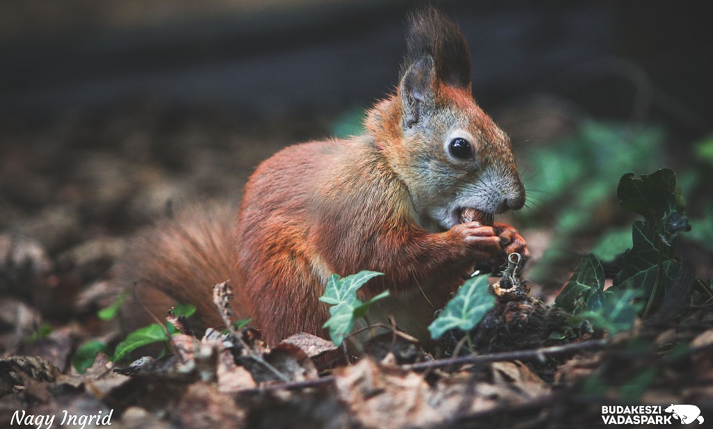 Mokus_karacsonyi_csemeget_eszik_a_budakeszi_vadasparkban