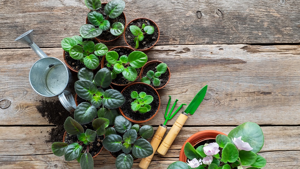 elvirágzott afrikai ibolya