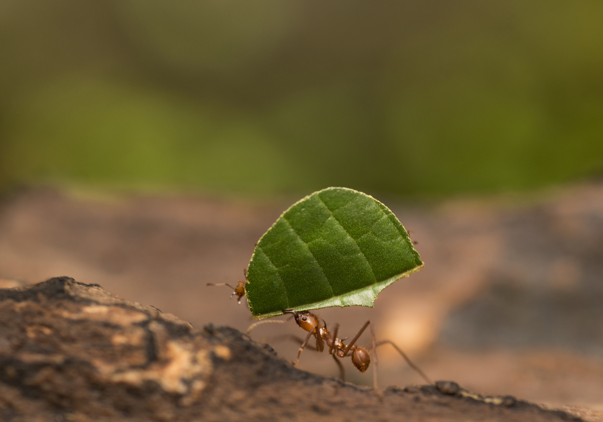 Levélvágó hangya. (Fotó: Getty Images)