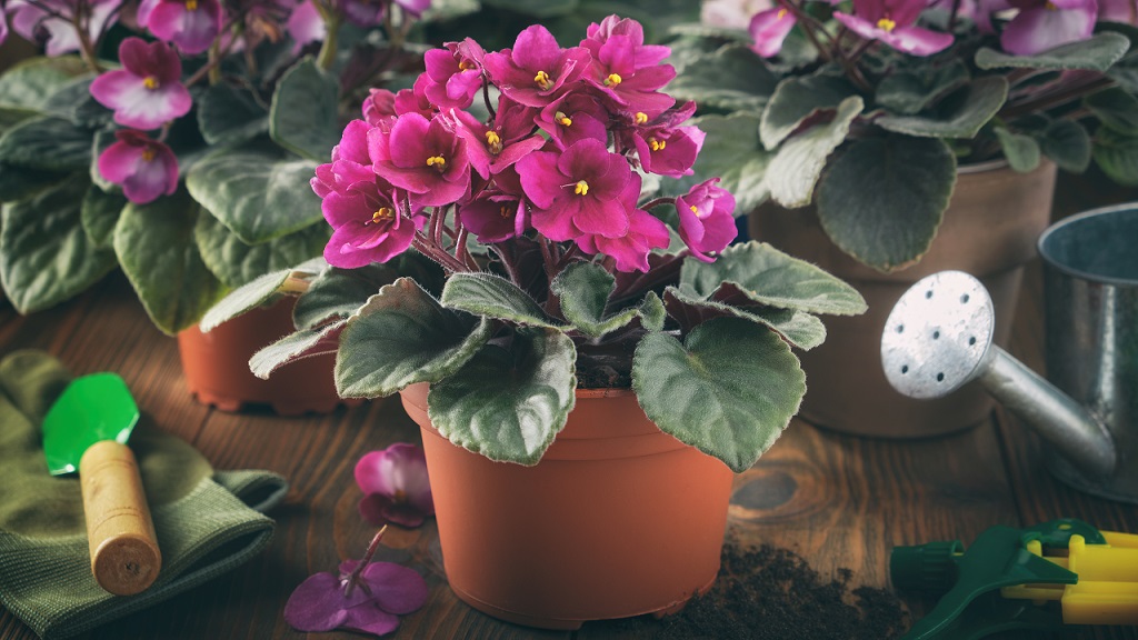 Sötét rózsaszín fokföldi ibolya