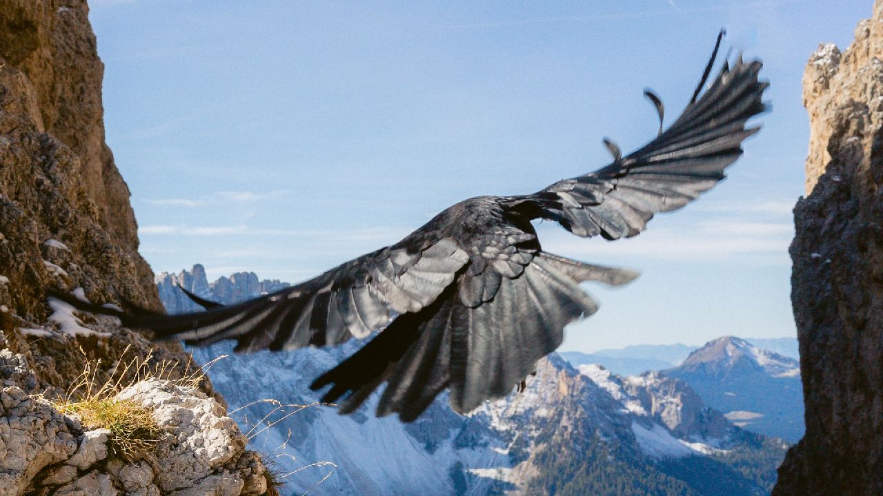 Sas száll hegyek között