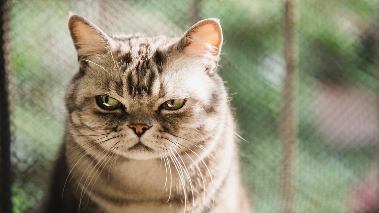 Agresszív csillagjegyek