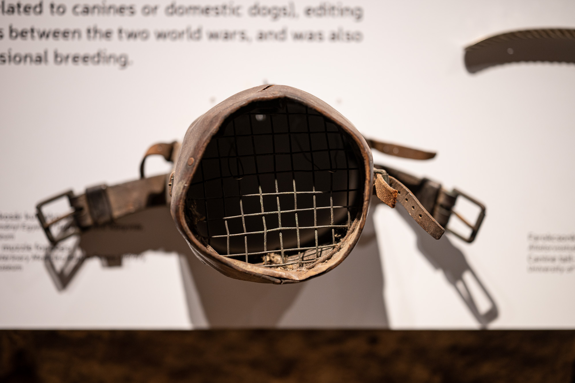 VAU! A fővárosi kutyatartás kultúrtörténete