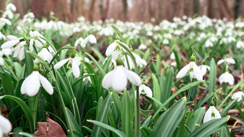 Hóvirág az Alcsúti Arborétumban,