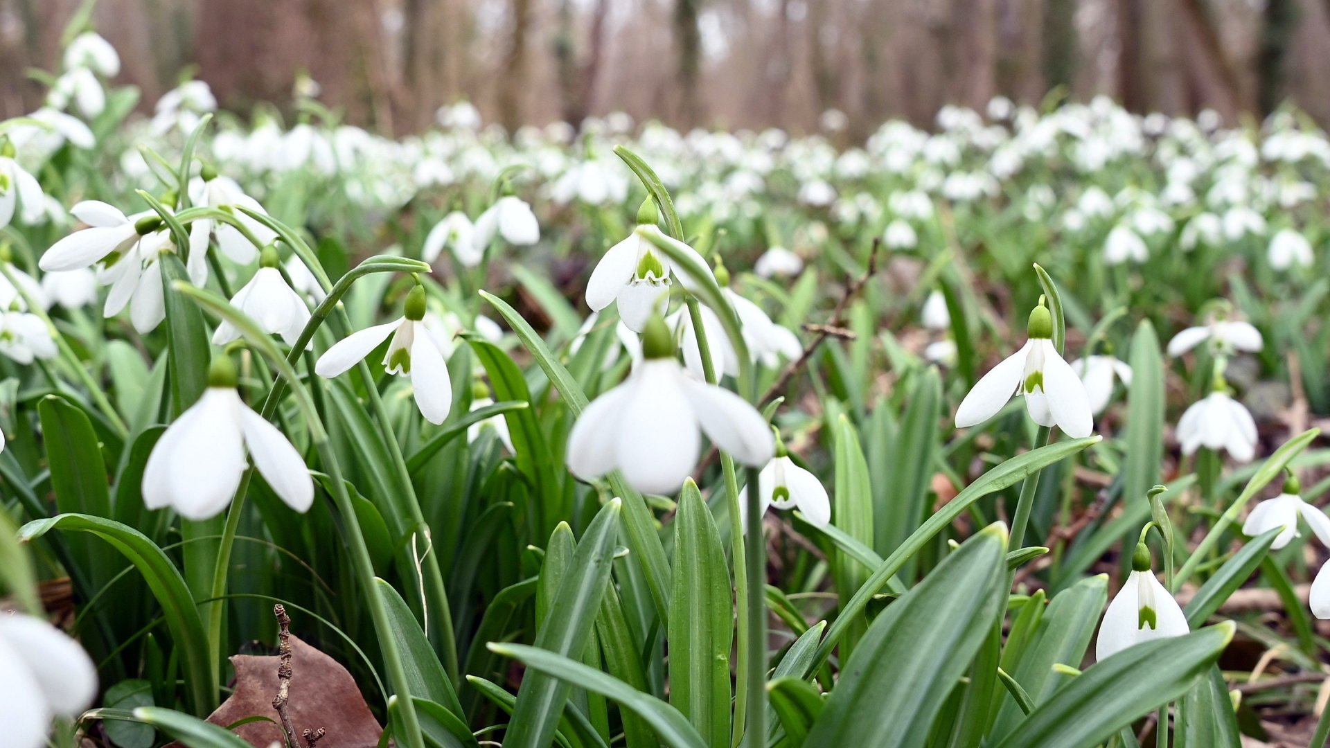 Virágzik a hóvirág (Galanthus) az Alcsúti Arborétumban, Alcsútdobozon 2023. február 18-án