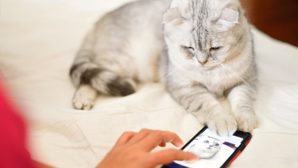 Mit kezdjünk a használt telefonnal?