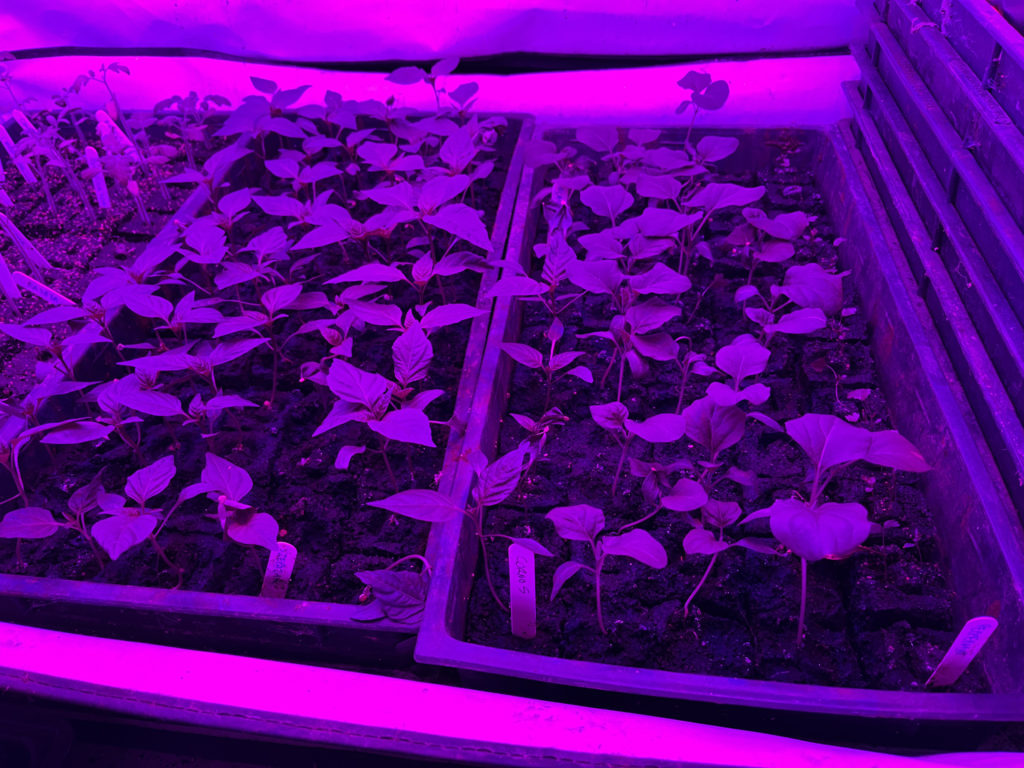 Fotó: Dóra Melinda Tünde