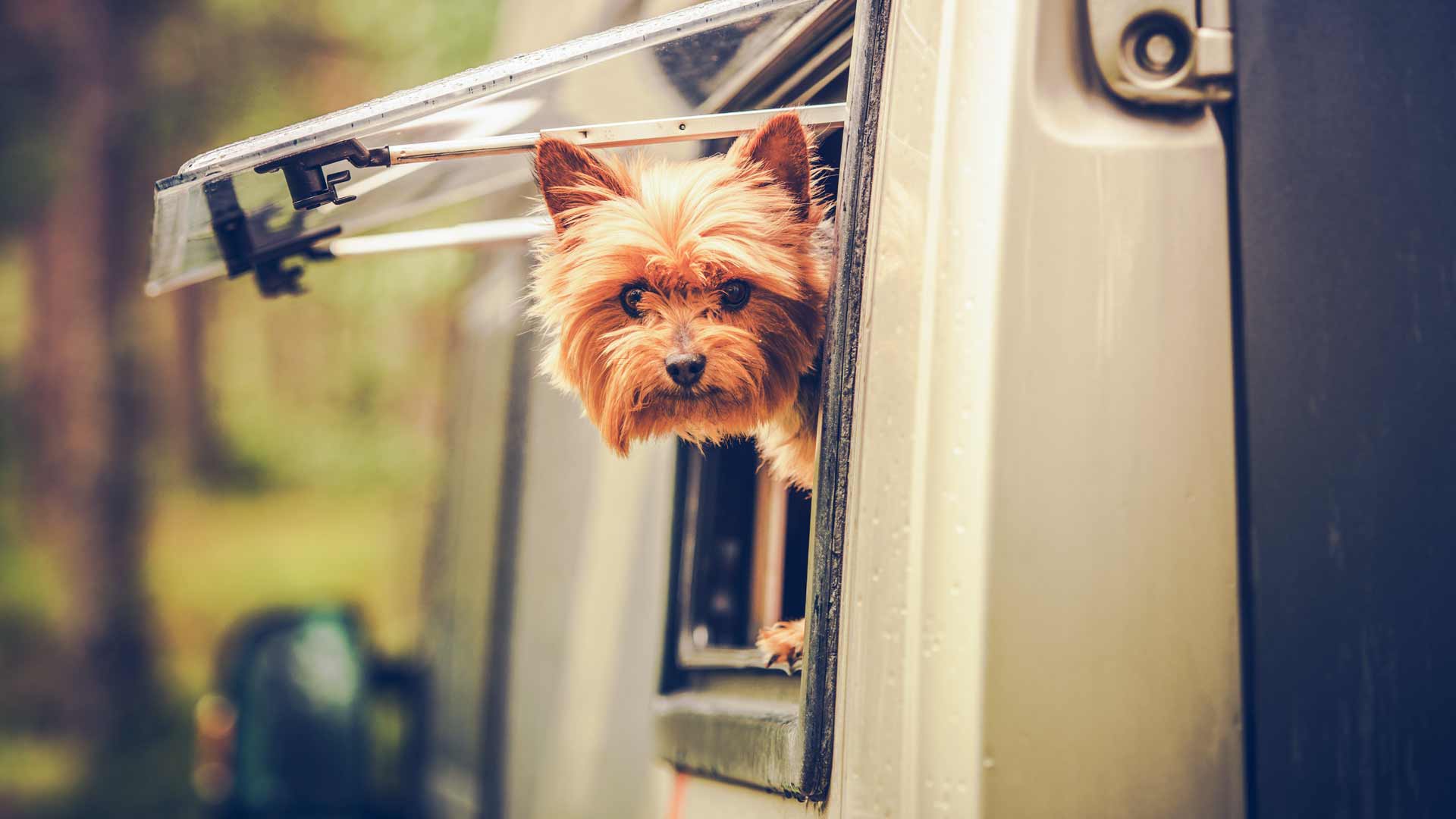 kutya az ablakban