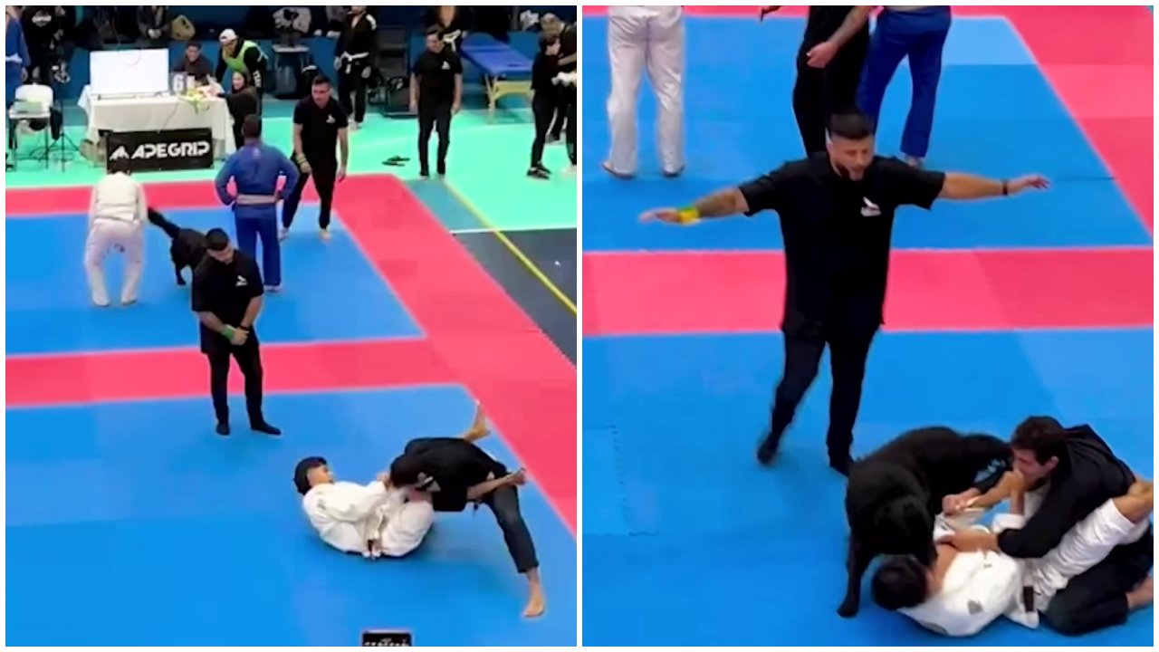 A tatamira beszaladva megvédte a gazdáját a kutya a cselgáncsversenyen