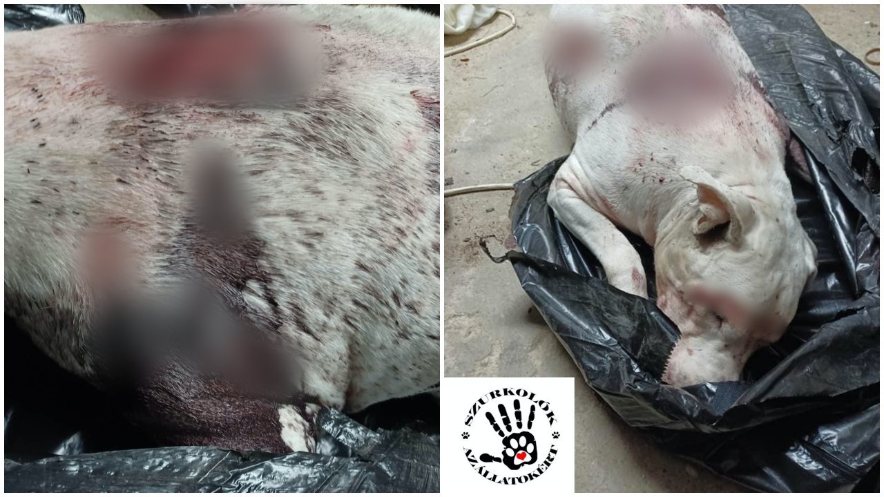 Szurkolók az Állatokért Alapítvány