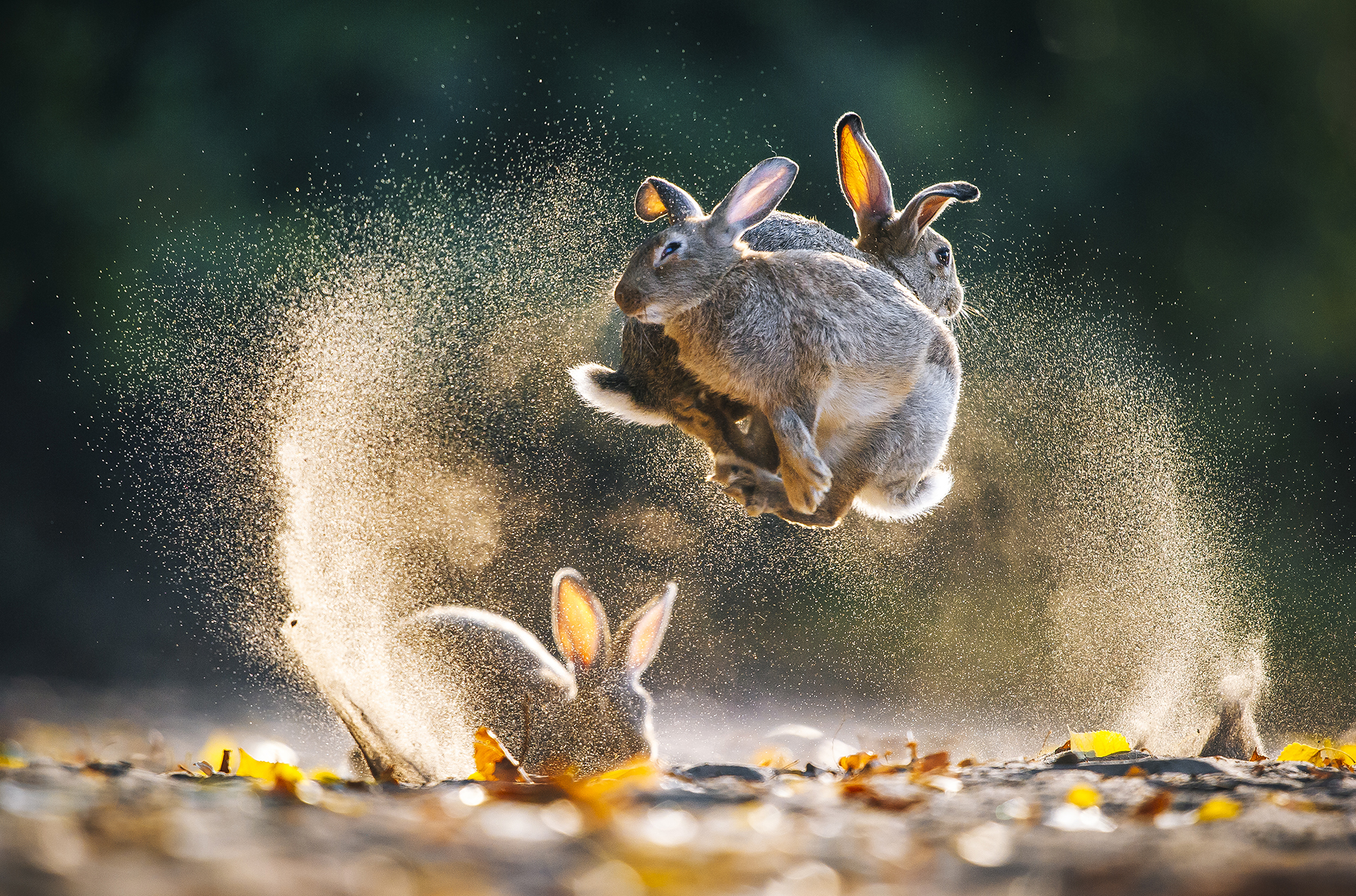 Daróczi Csaba természetfotója