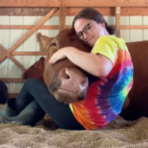 Tehén ölelő terápia