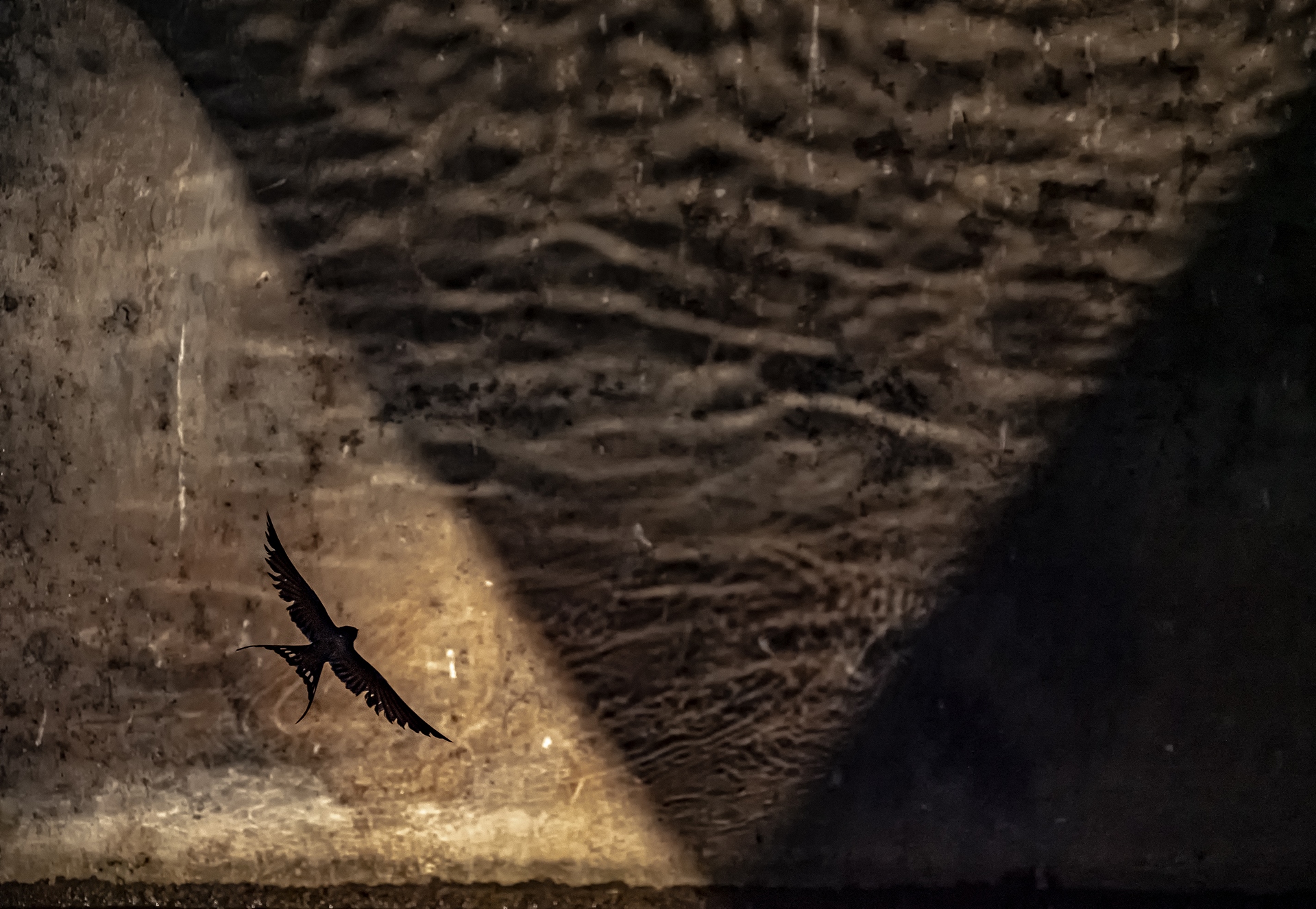 Daróczi Csaba természetfotója