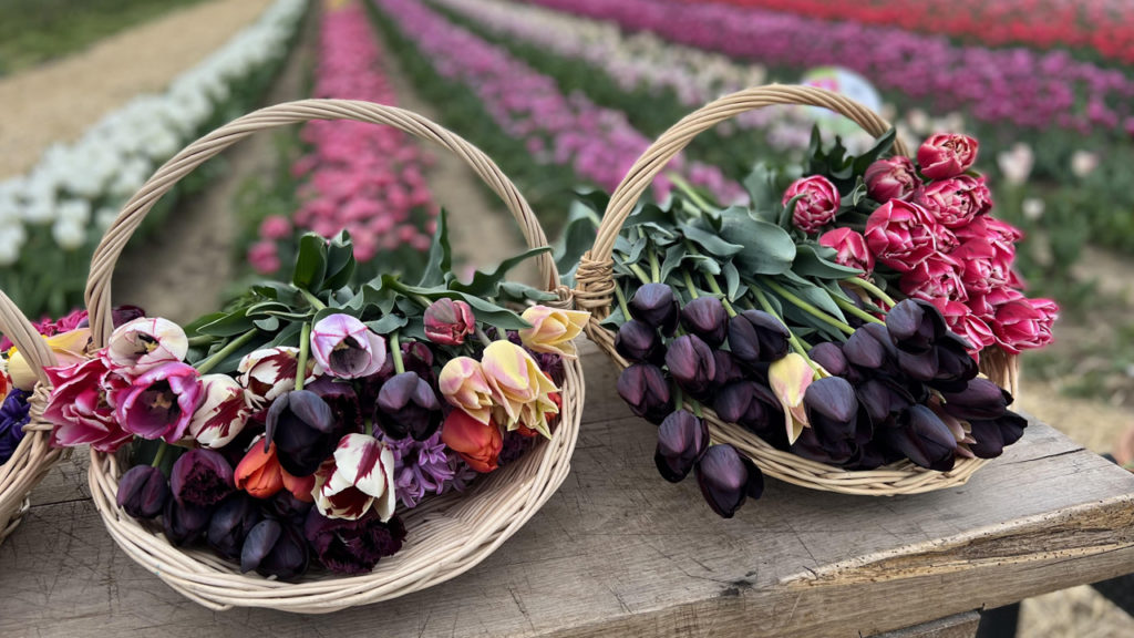 Ami maradhat ki a tavaszi programok közül - Tulipánszüret
