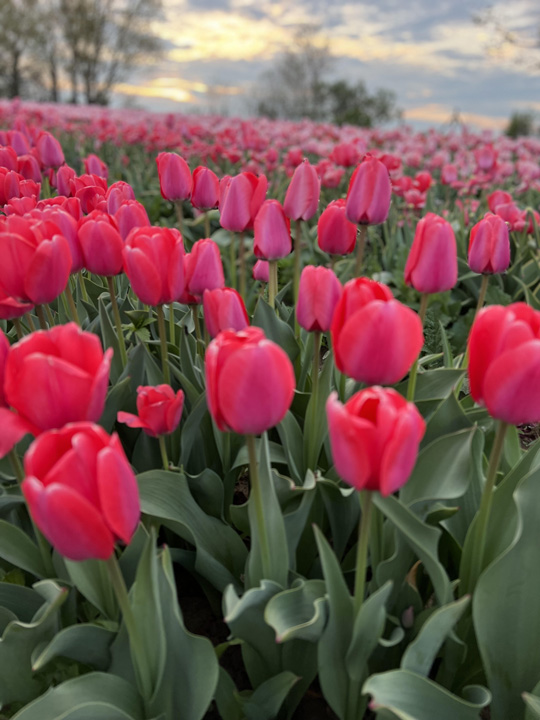 Ami maradhat ki a tavaszi programok közül - Tulipánszüret