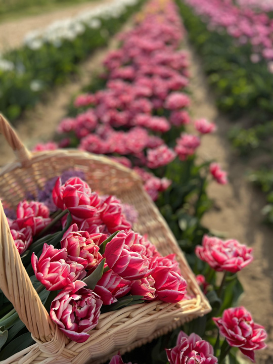 Ami maradhat ki a tavaszi programok közül - Tulipánszüret