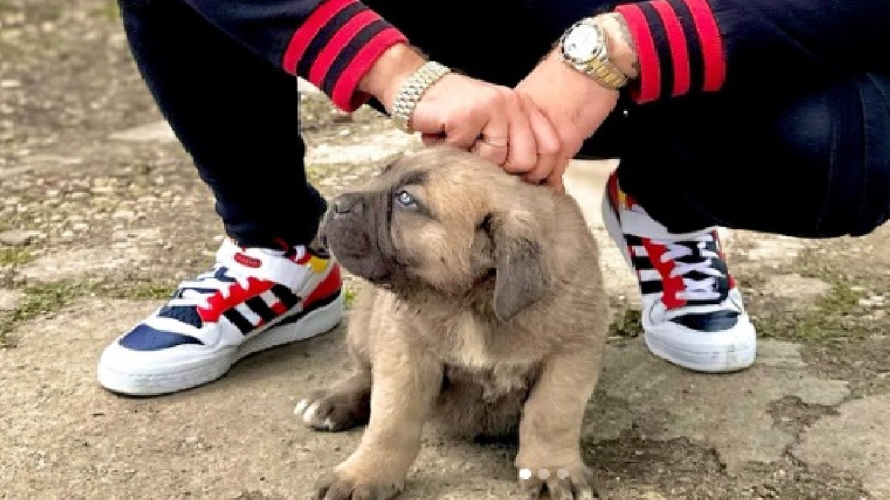 Kulcsár Edináék kutyája