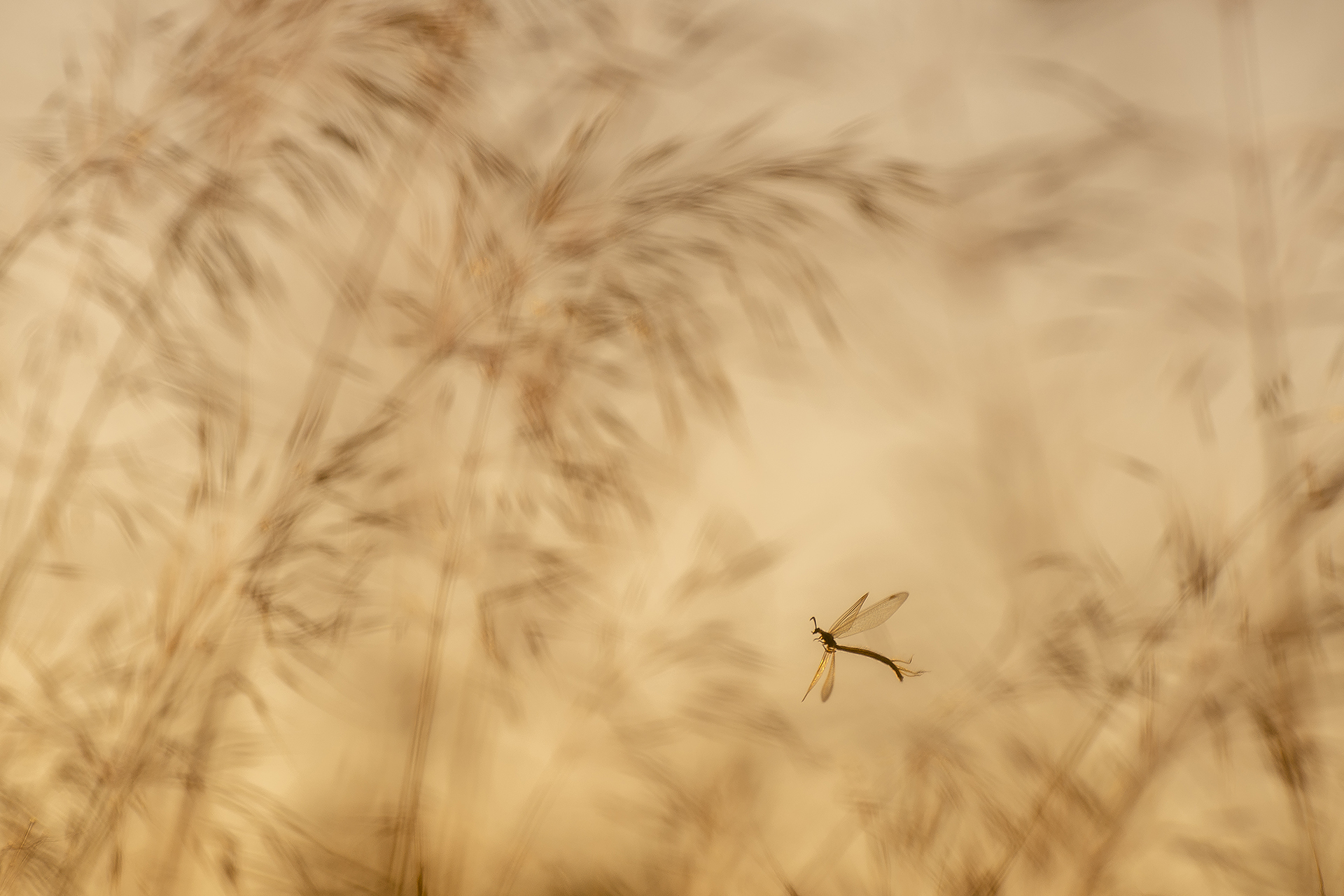 Daróczi Csaba természetfotója