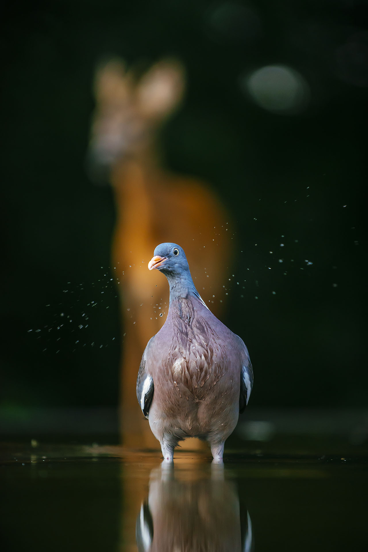 Daróczi Csaba természetfotója