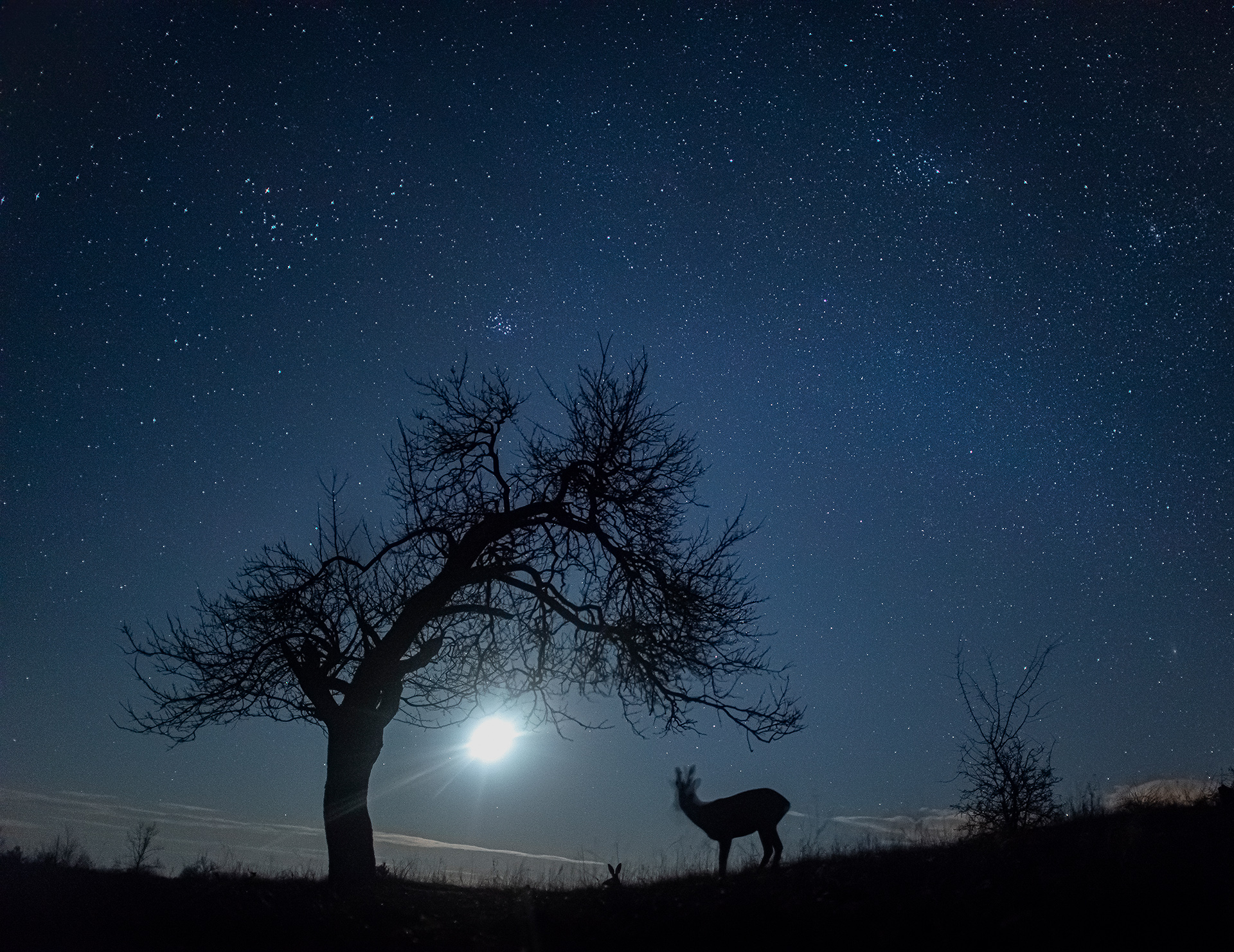 Daróczi Csaba természetfotója