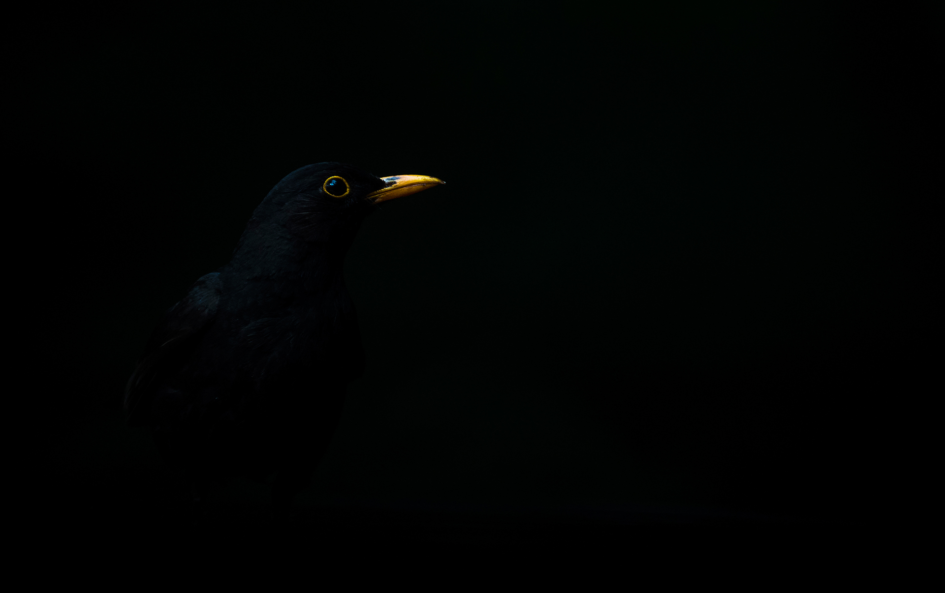 Daróczi Csaba természetfotója