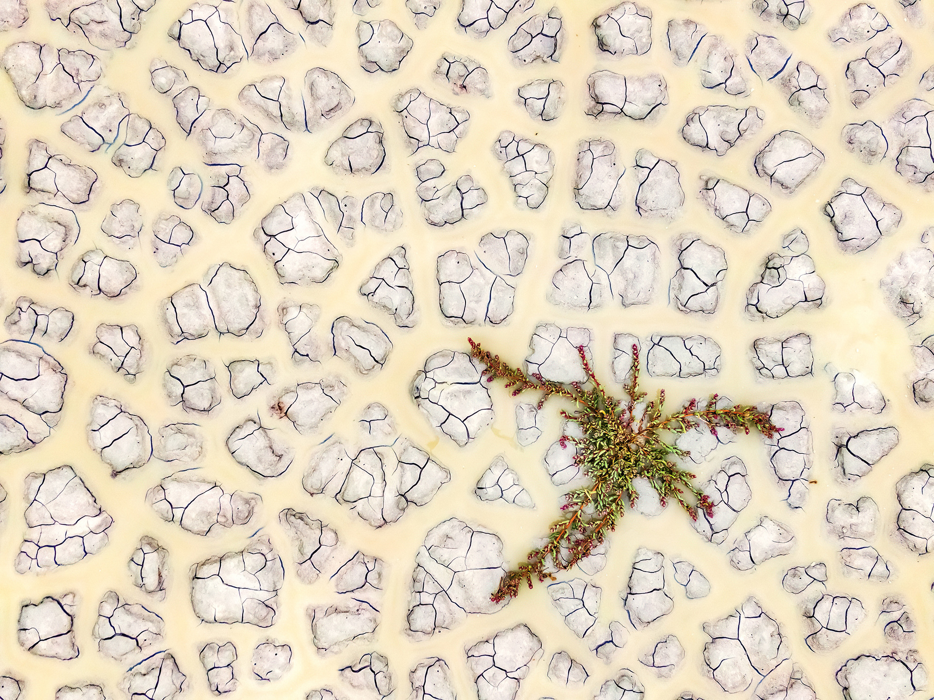 Daróczi Csaba természetfotója