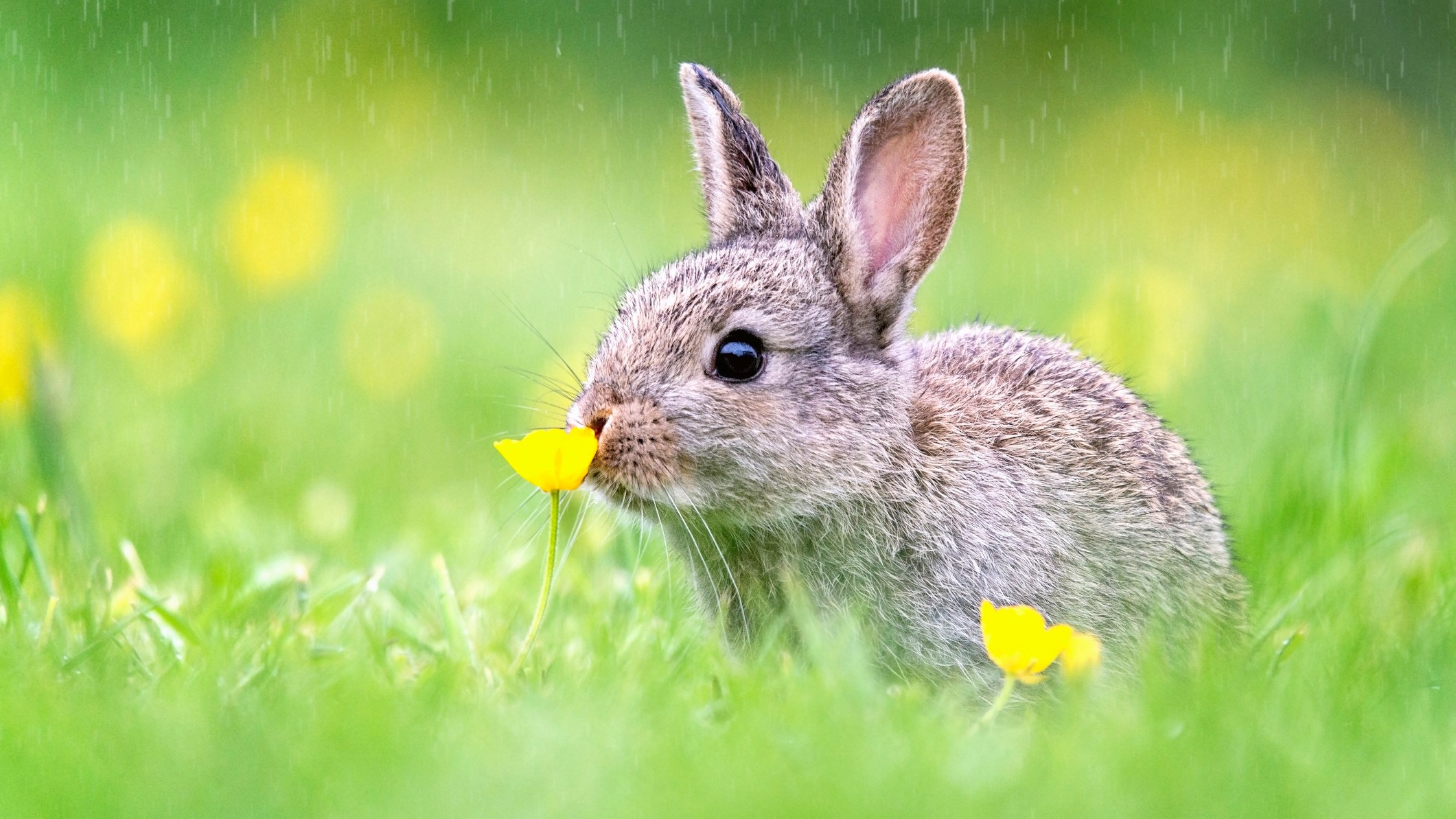Nyuszi virágot szagolgat az esőben