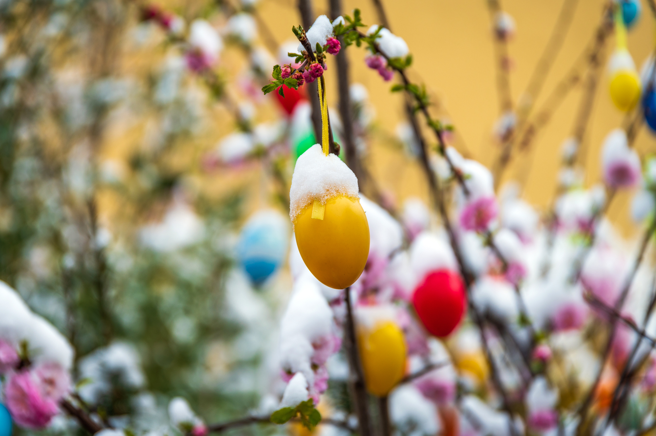 húsvéti tojás a hóban