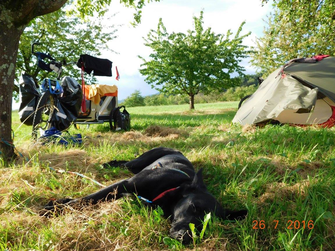 Kilőtte a vadász a francia turisták kutyáját.